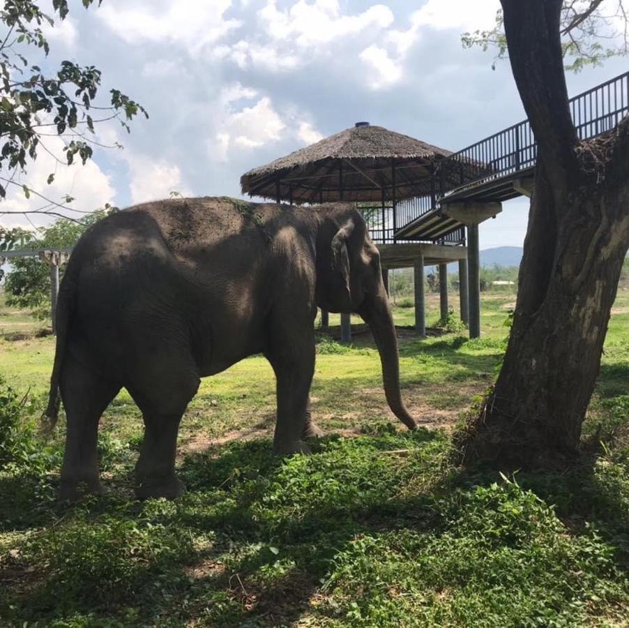 Elephant View Camp Ban Huai Thawai Exterior foto